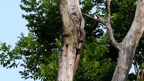 The-Clouded-Monitor-Lizard-is-found-in-Thailand-and-other-countries-in-Asia