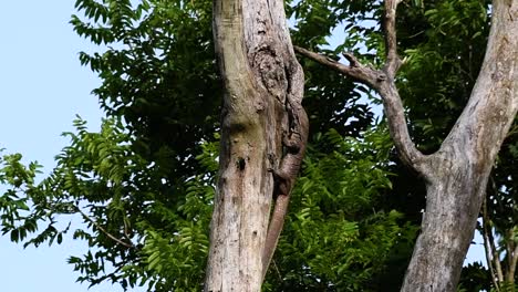 el lagarto monitor nublado se encuentra en tailandia y otros países de asia