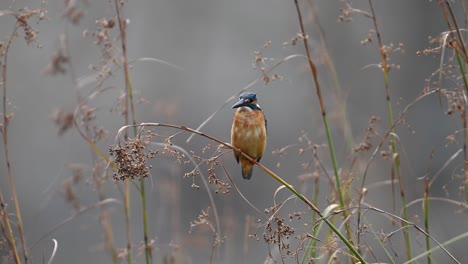 young common kingfisher  perching on a branch