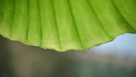 a drop of water drips from a leaf of a plant close-up.