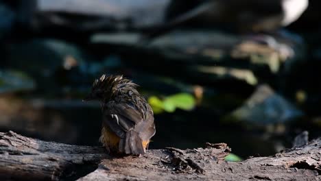 the abbot’s babbler is found in the himalayas to south asia and the southeast asia