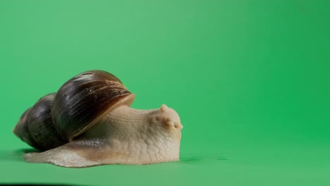 snail crawling on green screen isolated with chroma key. wide shot footage