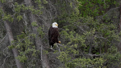 Watchful-Bald-Eagle-Sitting-On-Tree-Branch-In-Wilderness-In-Yukon,-Canada