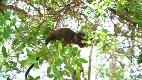 white footed tamarin foraging in green jungle, natural arboreal behavior, slowmo