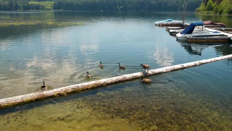 Kanadische-Gänse-Springen-Auf-Den-Baumstamm-Im-See