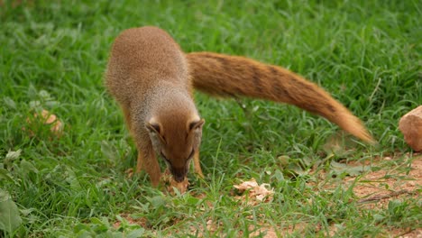 yellow mongoose inspecting leaves on the ground