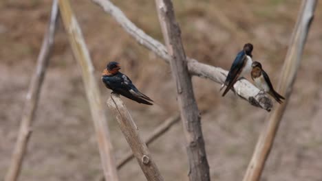 Barn-Swallow,-Hirundo-rustica,-Pak-Pli,-Nakhon-Nayok,-Thailand