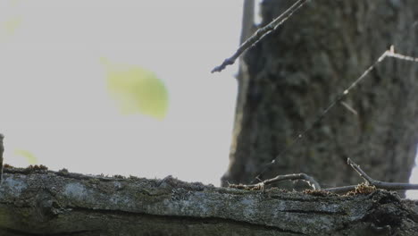 bluejay bird find worms and fly away from tree branch, close up view