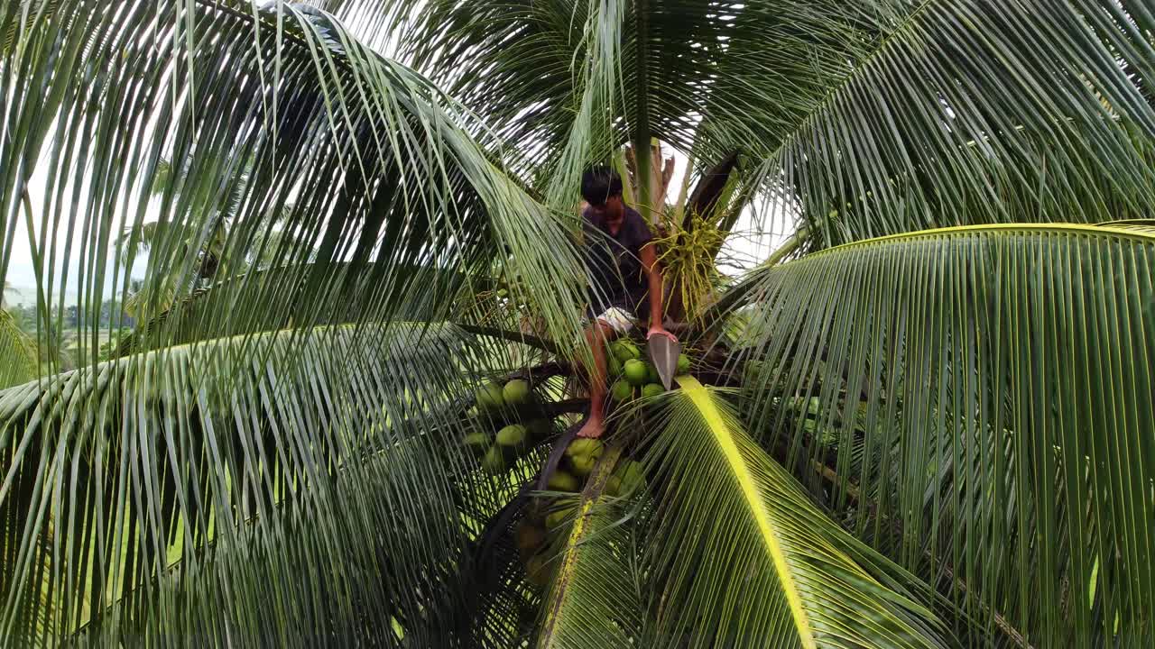 la cosecha de cocos se hace comúnmente trepando al árbol