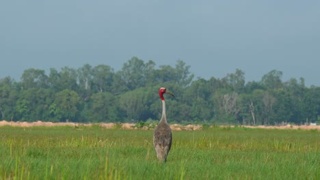 Stooping-down-foraging-for-roots-then-raises-its-head-up-high-to-look-around,-seen-at-a-grassland-in-the-afternoon