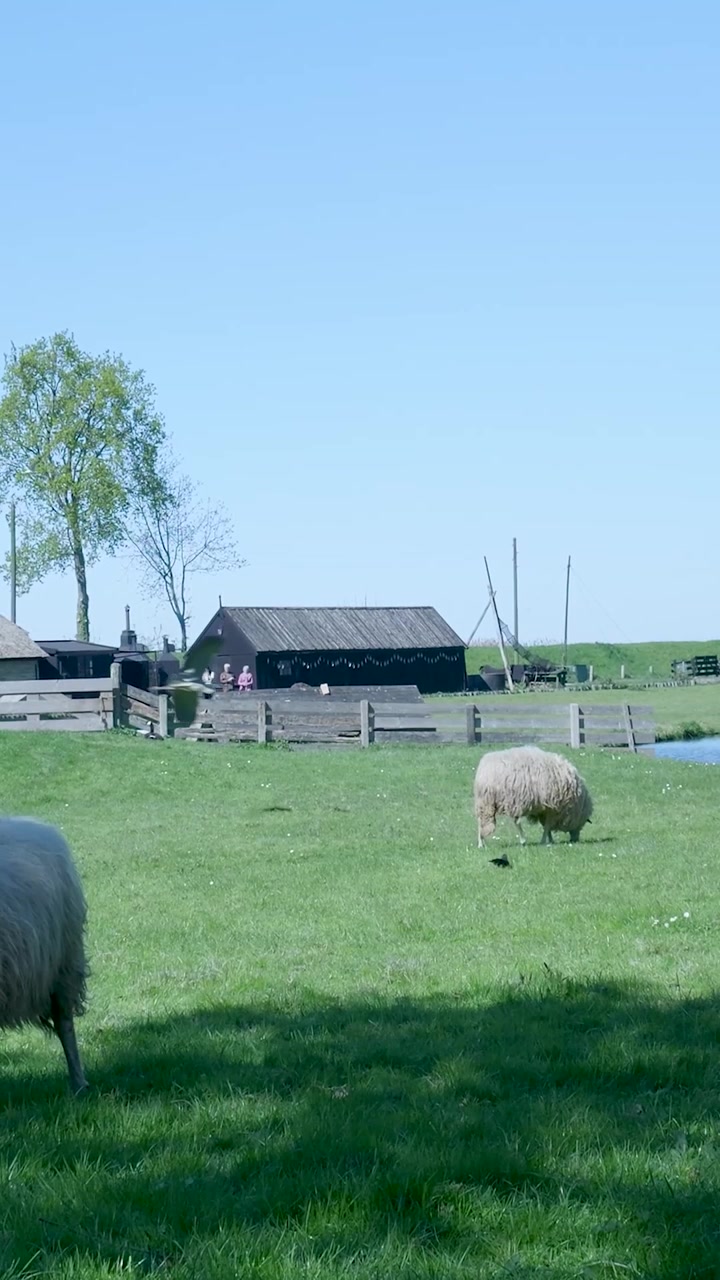 Får græsser på en grøn mark på en solrig dag.