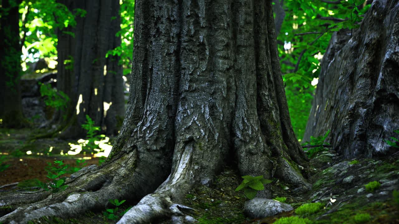 Old tree trunk with detailed bark and strong roots in a lush forest setting