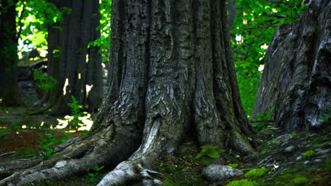 old tree trunk with detailed bark and strong roots in a lush forest setting