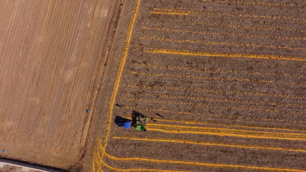 Vista aerea della raccolta di zucche in un campo con trattore in Turchia