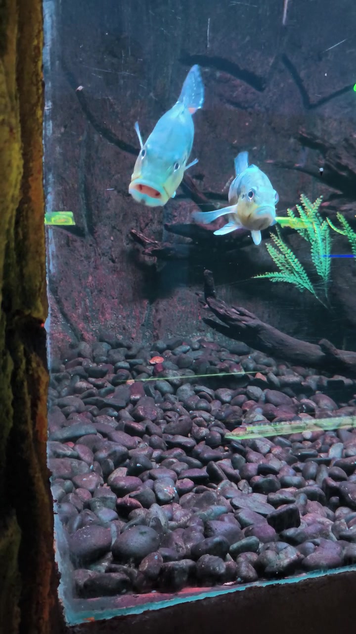 Due pesci pavone che nuotano in un acquario d'acqua dolce