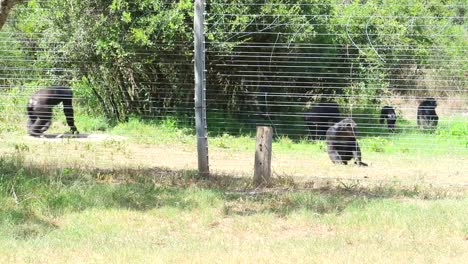 foto de seguimiento de chimpancés caminando alrededor de su recinto en un área de conservación