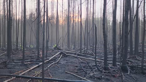 sunset above eerie wooded area of decaying, fallen tree trunks and branches