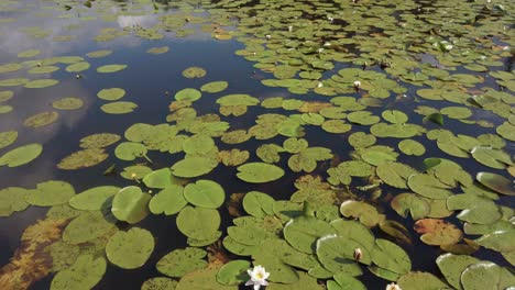 Close-up-beautiful-white-lotus-flowers-grow-wildly-at-the-lake