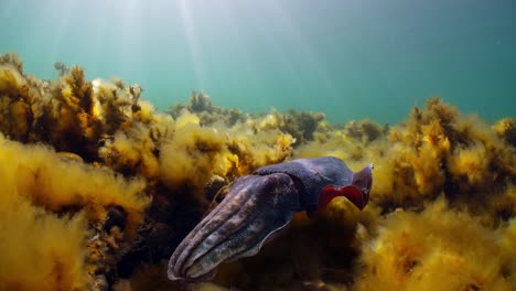 Riesige-Australische-Tintenfische-Sepia-Apama-Migration-Whyalla-Südaustralien-4k-Zeitlupe,-Paarung,-Eier-Legen,-Kämpfen,-Aggregation,-Unter-Wasser