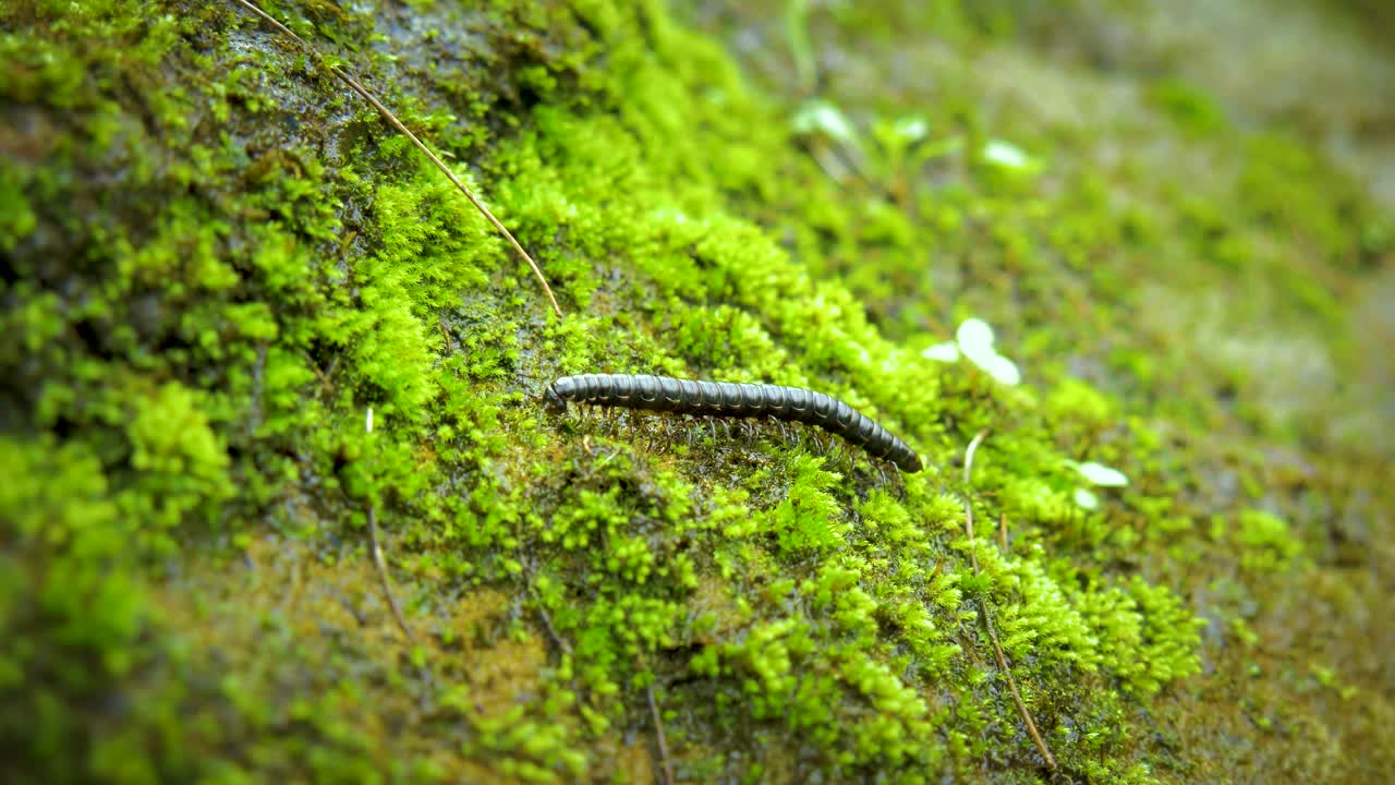 Clipe 4K incrível de um milípede rastejando sobre uma rocha coberta de musgo numa selva na Austrália. Close-up extremo das pernas do inseto em movimento enquanto rasteja. O clipe contém: macro, milípede, musgo
