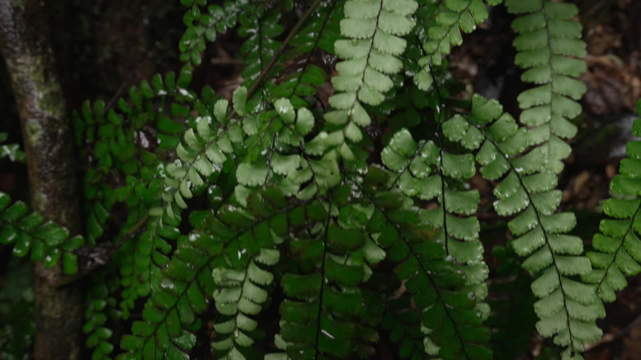 primer plano de helechos verdes exuberantes en un bosque tropical
