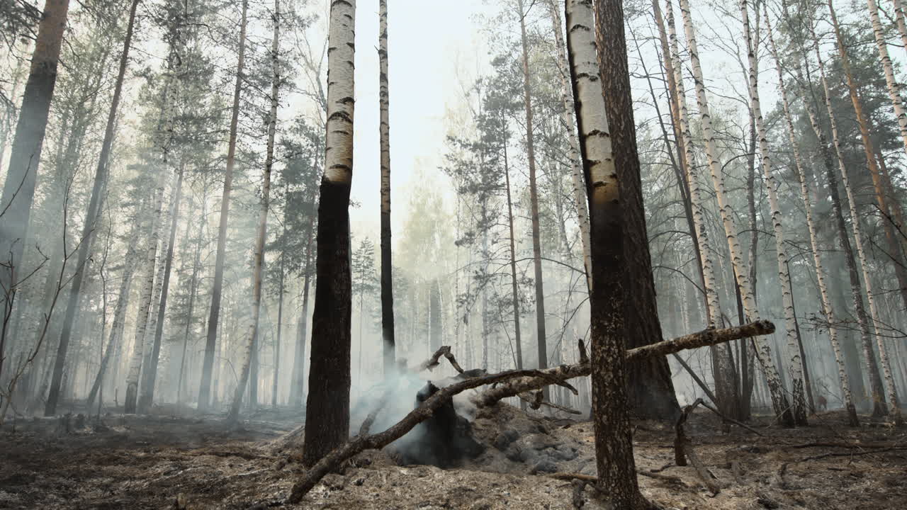 Røg stiger op fra ulmende jord i en brændt skov efter en skovbrand