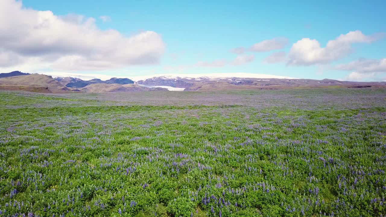 아이슬란드 남부 산에서 자라는 루핀 꽃의 광활한 들판 위의 공중