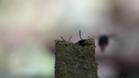 Ein-Makrovideo-Von-Stachellosen-Bienen,-Die-Durch-Ihr-Wachseintrittsrohr,-Das-Zu-Ihrem-Bienenvolk-Im-Baumstamm-Führt,-Hinein--Und-Herausgehen
