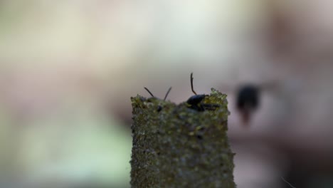 a macro video of stingless bees going in and out of their wax entrance pipe that leads to their bee colony inside the tree trunk