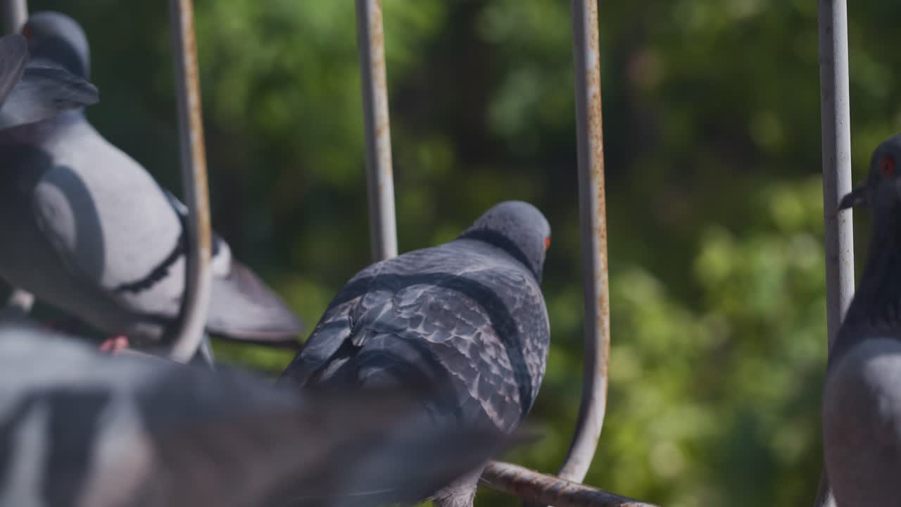 Pigeons, blue-winged doves sits on a window. Orange eyes and green spring background.