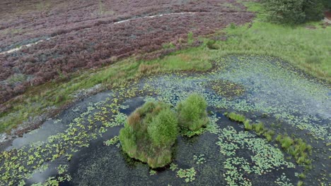 aerial view of blooming purple heathland with ponds and water in nationalpark de mainweg, netherlands - 4k drone footage