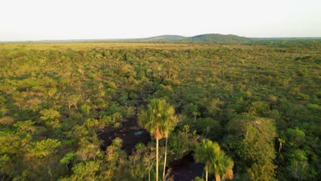 the river of seven colors of caño cristales flows through the natural landscape with a predominance of shrubs, low trees and palm trees