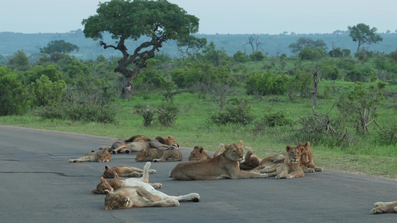 Un intero branco di leoni, inclusi cuccioli e leoni adulti, riposa e dorme su una strada asfaltata nel Parco Nazionale Kruger, Sudafrica.