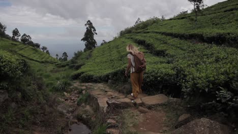 traveling woman in valley with exotic plantations