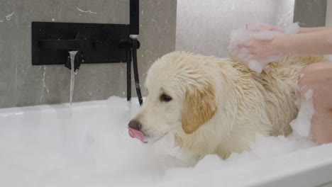 puppy getting a bath in a bathroom