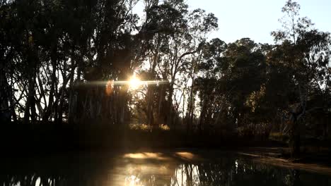 Amanecer-A-Través-Del-árbol-En-El-Río-Murray---Loxton,-Sur-De-Australia