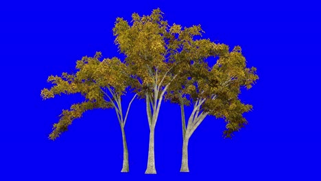 3d american elm tree cluster in automn season, with wind effect on blue screen 3d animation. you can easily key out (remove) the blue screen with just one click using any video editor.