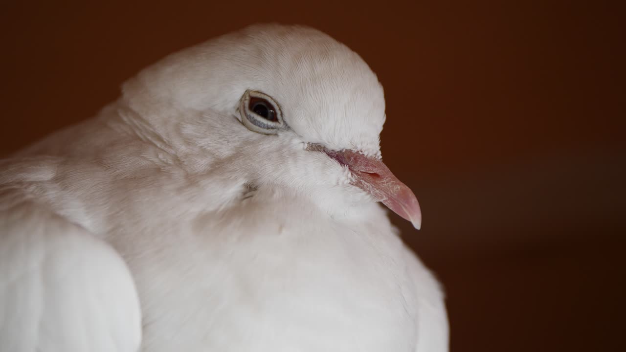 super cámara lenta de paloma blanca parpadeando con ojos negros, macro de cerca