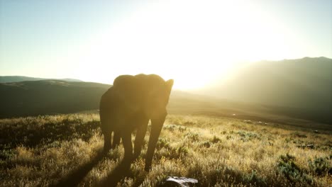 old african elephant walking in savannah against sunset