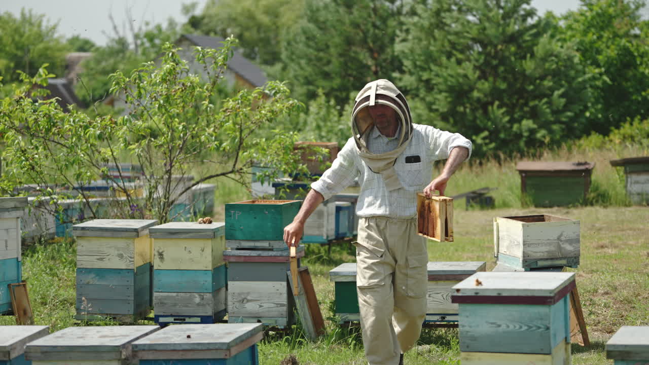 Beekeeper goes along his bee farm holding the frames in his hands. Man in protective clothes transfers frames from one beehive into another. Bees swarming around. Nature backdrop.