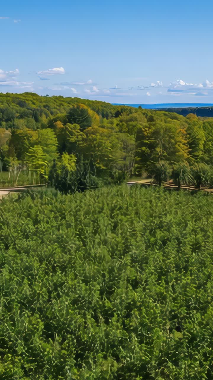 Vertical video: Aerial camera hovering over rows of crops, dirt path, woodland, distant water