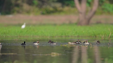 Herde-Indischer-Fleckenschnabelenten,-Die-Sich-Im-Feuchtgebiet-Ernähren