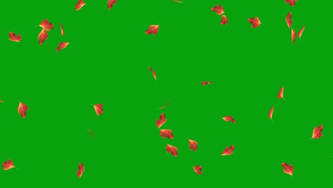 falling sassafras leaves motion graphics with green screen background