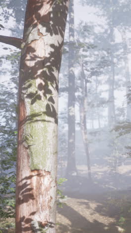 foggy forest