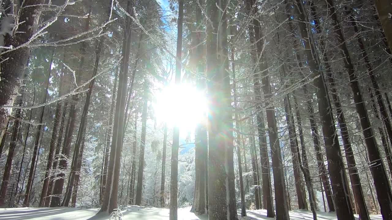 Solstrålerne set indefra skoven på en vidunderlig vinterdag oppe i bjergene.