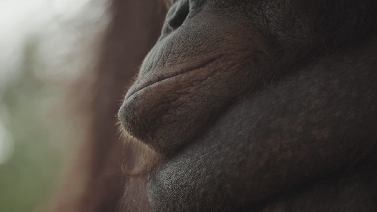 primer plano de la cara y la boca del orangután