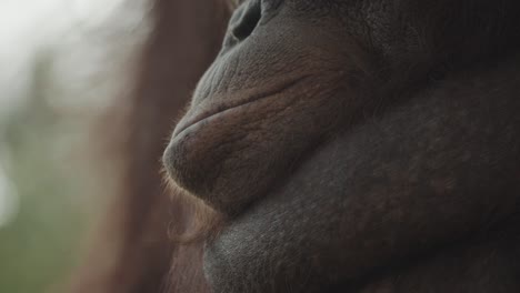 close up of orangutan face and mouth