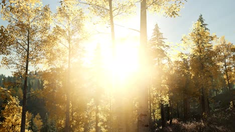 sun beams through trees