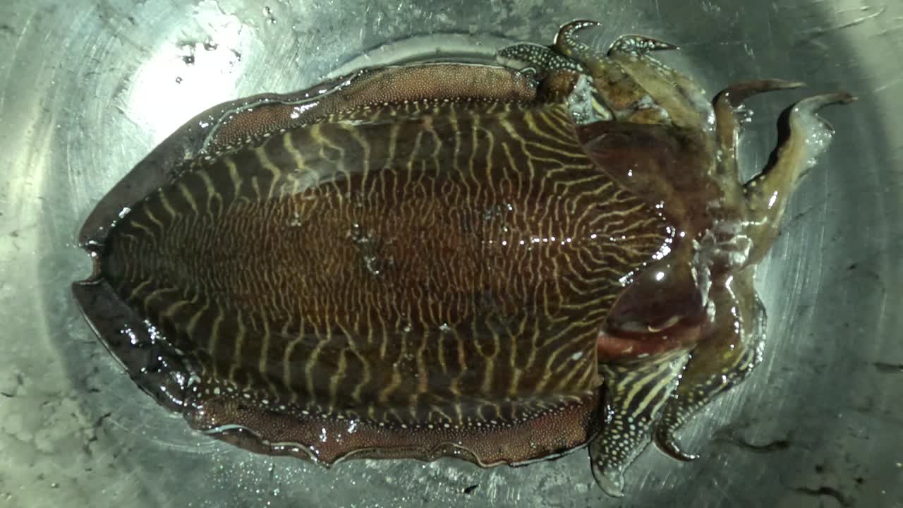 Una singola seppia mostra un corpo ampio e ovale con intricati motivi marroni e gialli, pinne increspate, braccia corte e cellule cutanee specializzate per il camuffamento naturale nel suo ambiente acquatico.