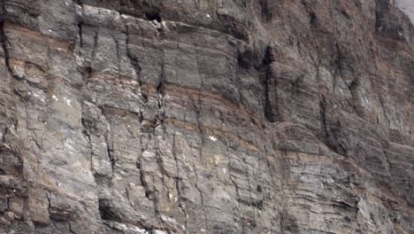 inca tern seabird flying and landing on nests in a cliff slow motion